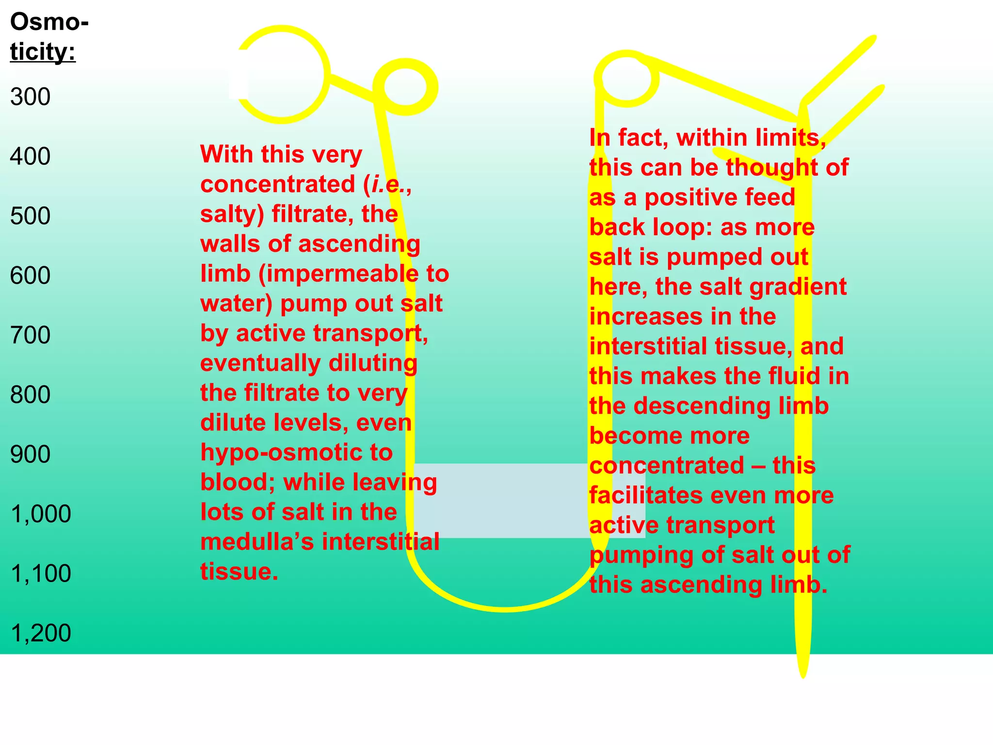 Osmo- ticity: 300 400 500 600 700 800 900 1,000 1,100 1,200 With this very concentrated ( i.e. , salty) filtrate, the walls of ascending limb (impermeable to water) pump out salt by active transport, eventually diluting the filtrate to very dilute levels, even hypo-osmotic to blood; while leaving lots of salt in the medulla’s interstitial tissue. In fact, within limits, this can be thought of as a positive feed back loop: as more salt is pumped out here, the salt gradient increases in the interstitial tissue, and this makes the fluid in the descending limb become more concentrated – this facilitates even more active transport pumping of salt out of this ascending limb. 
