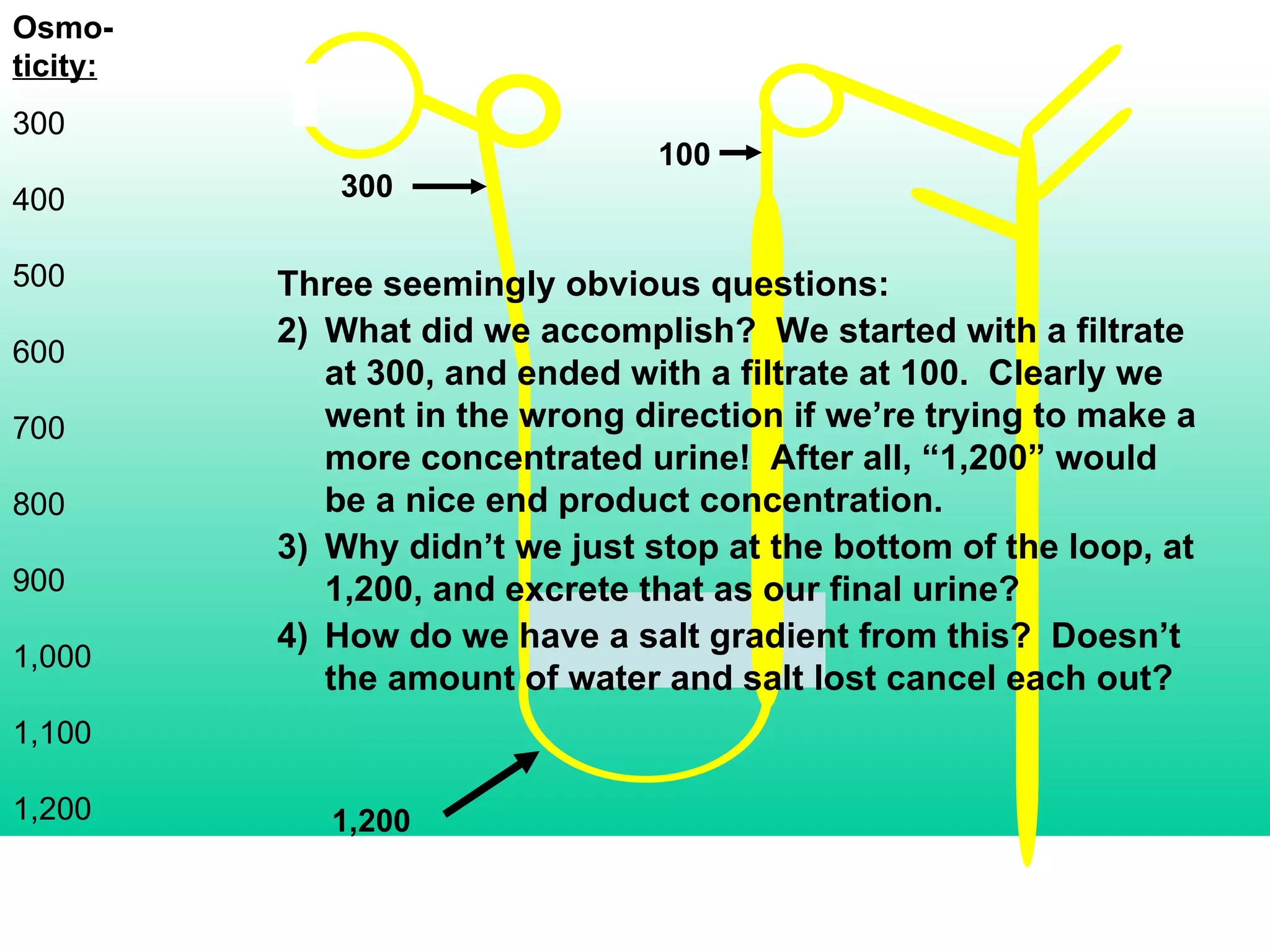 Osmo- ticity: 300 400 500 600 700 800 900 1,000 1,100 1,200 300 100 Three seemingly obvious questions: What did we accomplish?  We started with a filtrate at 300, and ended with a filtrate at 100.  Clearly we went in the wrong direction if we’re trying to make a more concentrated urine!  After all, “1,200” would be a nice end product concentration. Why didn’t we just stop at the bottom of the loop, at 1,200, and excrete that as our final urine? How do we have a salt gradient from this?  Doesn’t the amount of water and salt lost cancel each out? 1,200 