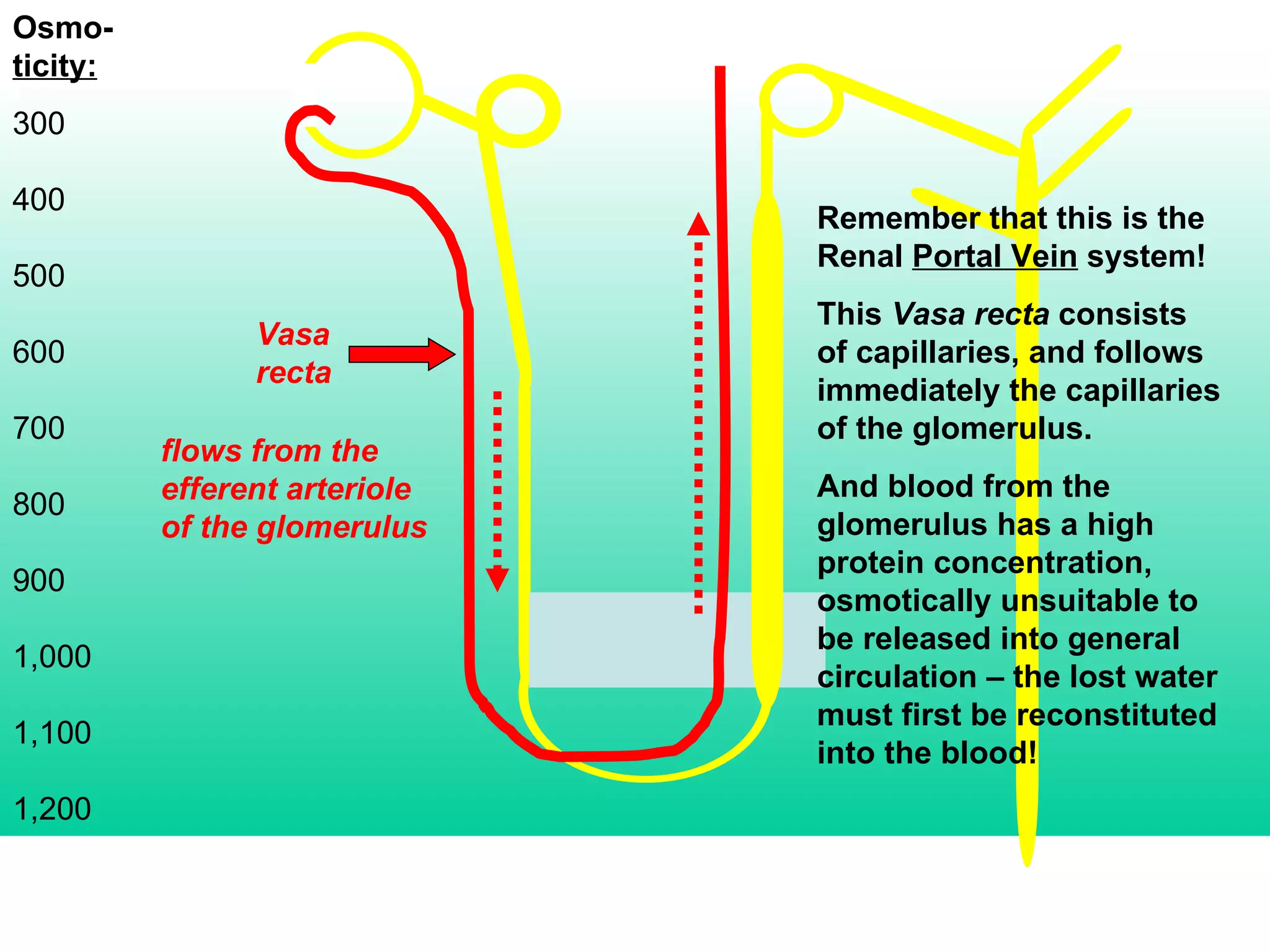 Osmo- ticity: 300 400 500 600 700 800 900 1,000 1,100 1,200 Vasa recta flows from the efferent arteriole of the glomerulus Remember that this is the Renal  Portal Vein  system! This  Vasa recta  consists of capillaries, and follows immediately the capillaries of the glomerulus. And blood from the glomerulus has a high protein concentration, osmotically unsuitable to be released into general circulation – the lost water must first be reconstituted into the blood! 