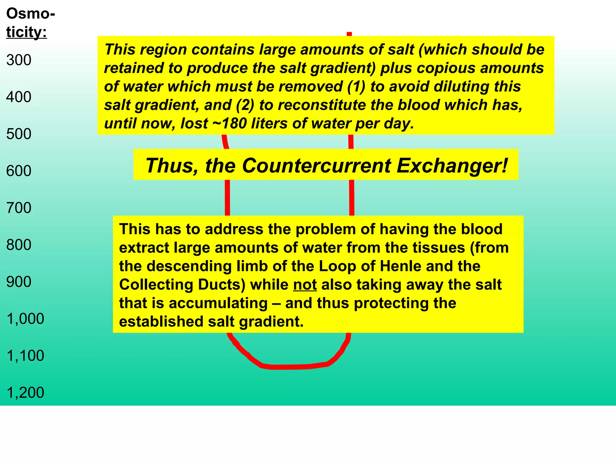 Osmo- ticity: 300 400 500 600 700 800 900 1,000 1,100 1,200 This region contains large amounts of salt (which should be retained to produce the salt gradient) plus copious amounts of water which must be removed (1) to avoid diluting this salt gradient, and (2) to reconstitute the blood which has, until now, lost ~180 liters of water per day. Thus, the Countercurrent Exchanger! This has to address the problem of having the blood extract large amounts of water from the tissues (from the descending limb of the Loop of Henle and the Collecting Ducts) while  not  also taking away the salt that is accumulating – and thus protecting the established salt gradient. 