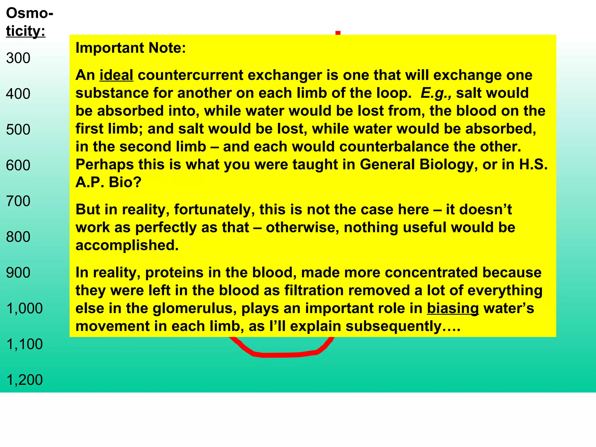 Osmo- ticity: 300 400 500 600 700 800 900 1,000 1,100 1,200 Important Note: An  ideal  countercurrent exchanger is one that will exchange one substance for another on each limb of the loop.  E.g.,  salt would be absorbed into, while water would be lost from, the blood on the first limb; and salt would be lost, while water would be absorbed, in the second limb – and each would counterbalance the other.  Perhaps this is what you were taught in General Biology, or in H.S. A.P. Bio? But in reality, fortunately, this is not the case here – it doesn’t work as perfectly as that – otherwise, nothing useful would be accomplished. In reality, proteins in the blood, made more concentrated because they were left in the blood as filtration removed a lot of everything else in the glomerulus, plays an important role in  biasing  water’s movement in each limb, as I’ll explain subsequently…. 