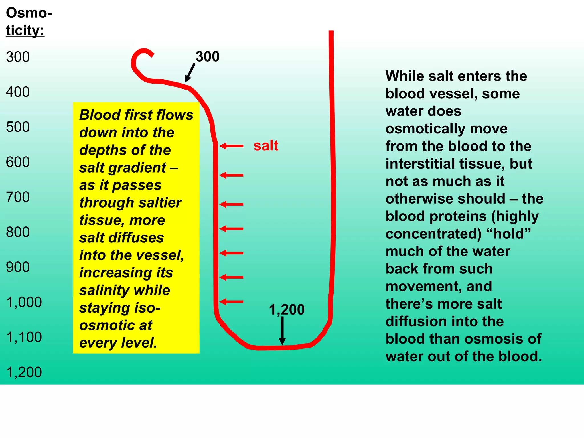 Osmo- ticity: 300 400 500 600 700 800 900 1,000 1,100 1,200 Blood first flows down into the depths of the salt gradient – as it passes through saltier tissue, more salt diffuses into the vessel, increasing its salinity while staying iso-osmotic at every level. 300 1,200 salt While salt enters the blood vessel, some water does osmotically move from the blood to the interstitial tissue, but not as much as it otherwise should – the blood proteins (highly concentrated) “hold” much of the water back from such movement, and there’s more salt diffusion into the blood than osmosis of water out of the blood. 