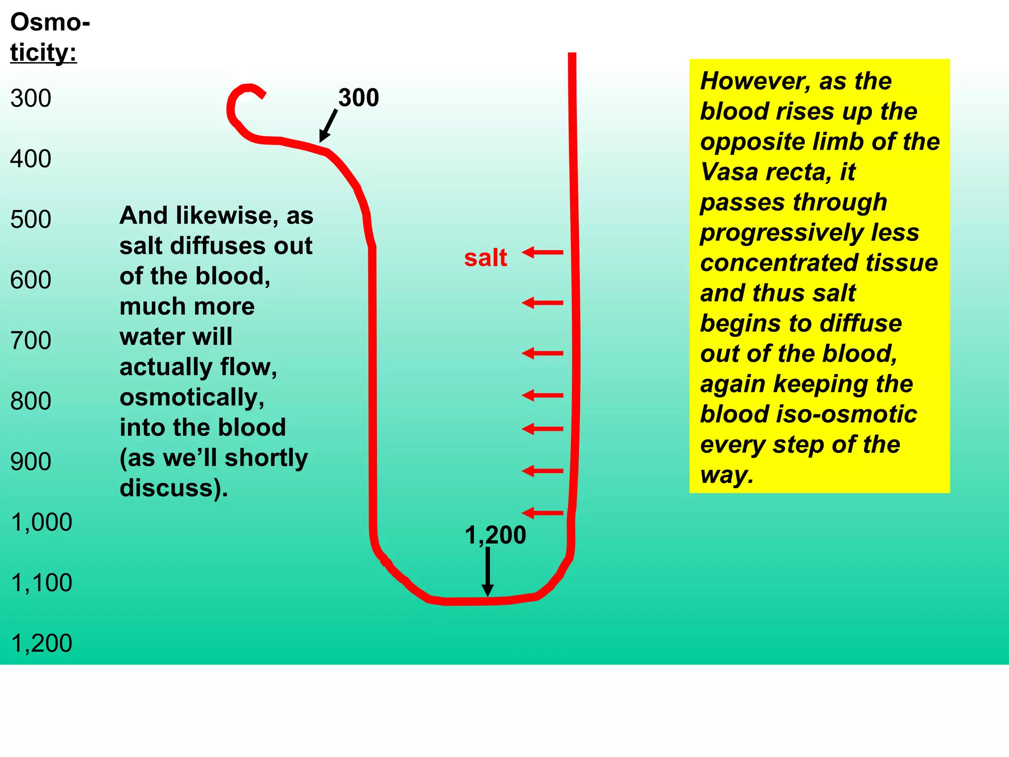 Osmo- ticity: 300 400 500 600 700 800 900 1,000 1,100 1,200 However, as the blood rises up the opposite limb of the Vasa recta, it passes through progressively less concentrated tissue and thus salt begins to diffuse out of the blood, again keeping the blood iso-osmotic every step of the way. 300 1,200 salt And likewise, as salt diffuses out of the blood, much more water will actually flow, osmotically, into the blood (as we’ll shortly discuss). 