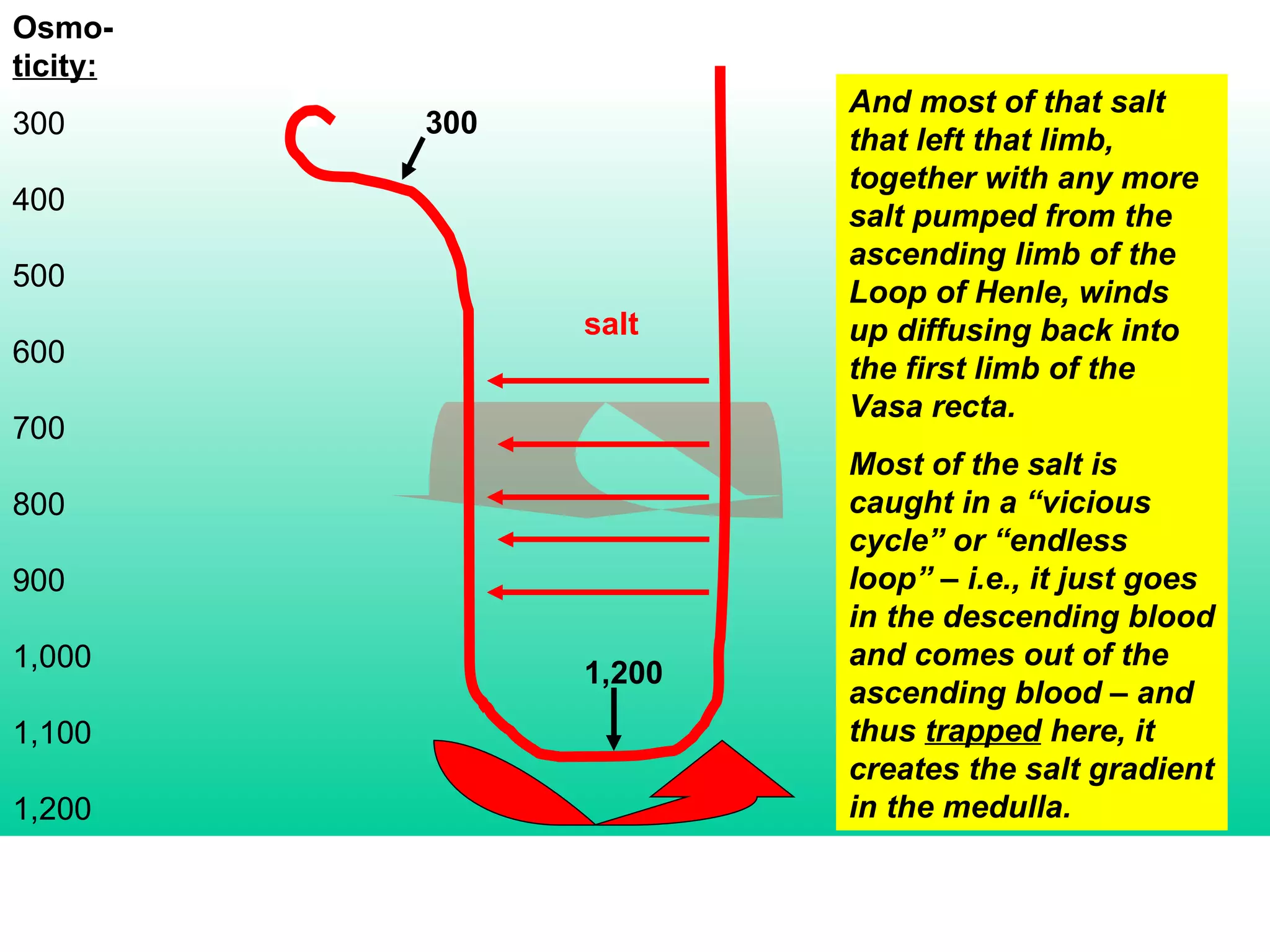Osmo- ticity: 300 400 500 600 700 800 900 1,000 1,100 1,200 And most of that salt that left that limb, together with any more salt pumped from the ascending limb of the Loop of Henle, winds up diffusing back into the first limb of the Vasa recta. Most of the salt is caught in a “vicious cycle” or “endless loop” – i.e., it just goes in the descending blood and comes out of the ascending blood – and thus  trapped  here, it creates the salt gradient in the medulla. 300 1,200 salt 