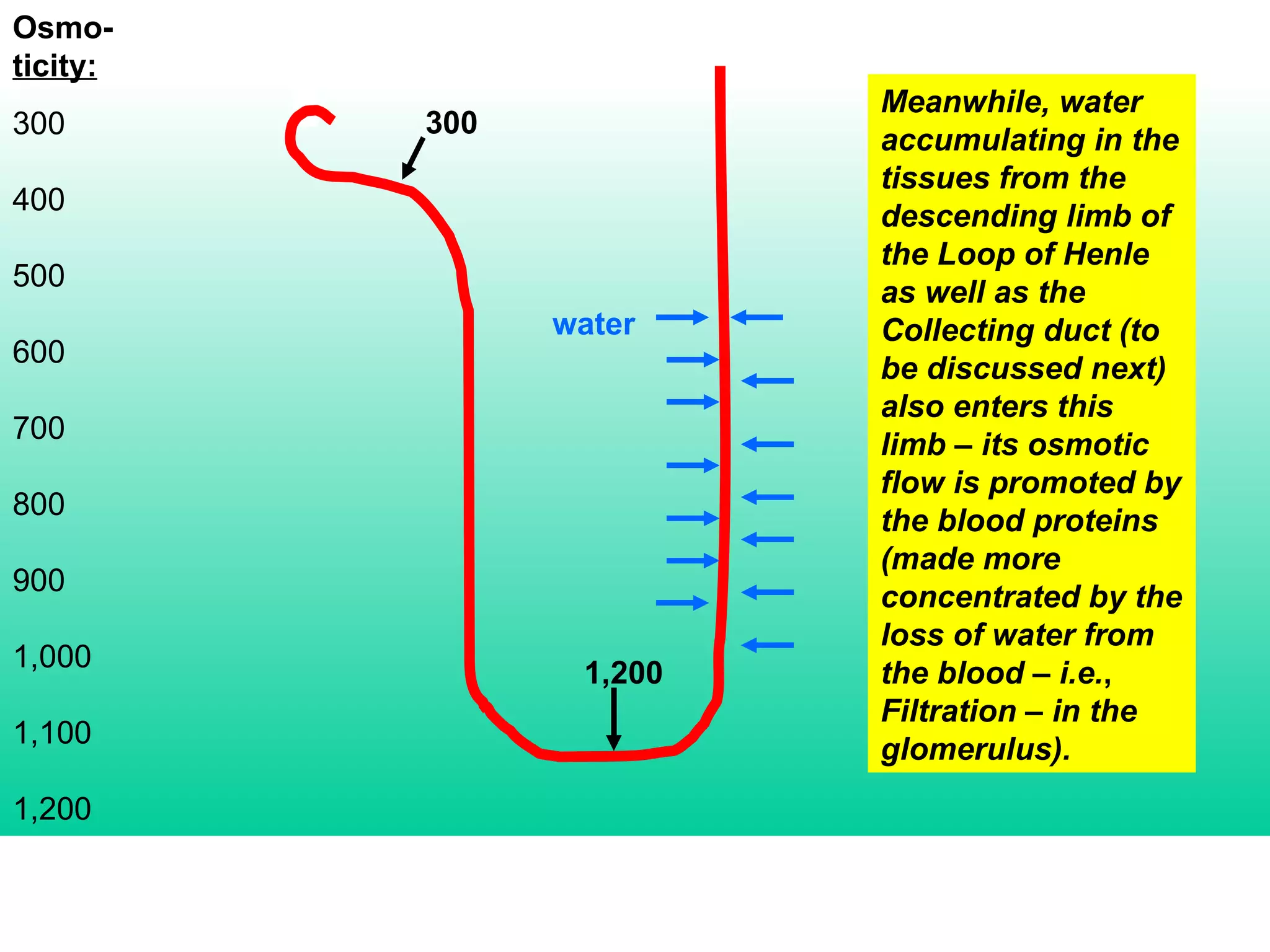 Osmo- ticity: 300 400 500 600 700 800 900 1,000 1,100 1,200 Meanwhile, water accumulating in the tissues from the descending limb of the Loop of Henle as well as the Collecting duct (to be discussed next) also enters this limb – its osmotic flow is promoted by the blood proteins (made more concentrated by the loss of water from the blood – i.e. ,  Filtration – in the glomerulus). 300 1,200 water 