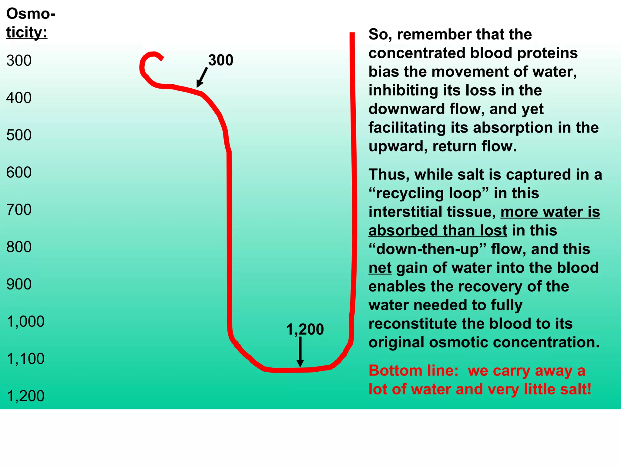 Osmo- ticity: 300 400 500 600 700 800 900 1,000 1,100 1,200 300 1,200 So, remember that the concentrated blood proteins bias the movement of water, inhibiting its loss in the downward flow, and yet facilitating its absorption in the upward, return flow. Thus, while salt is captured in a “recycling loop” in this interstitial tissue,  more water is absorbed than lost  in this “down-then-up” flow, and this  net  gain of water into the blood enables the recovery of the water needed to fully reconstitute the blood to its original osmotic concentration. Bottom line:  we carry away a lot of water and very little salt! 