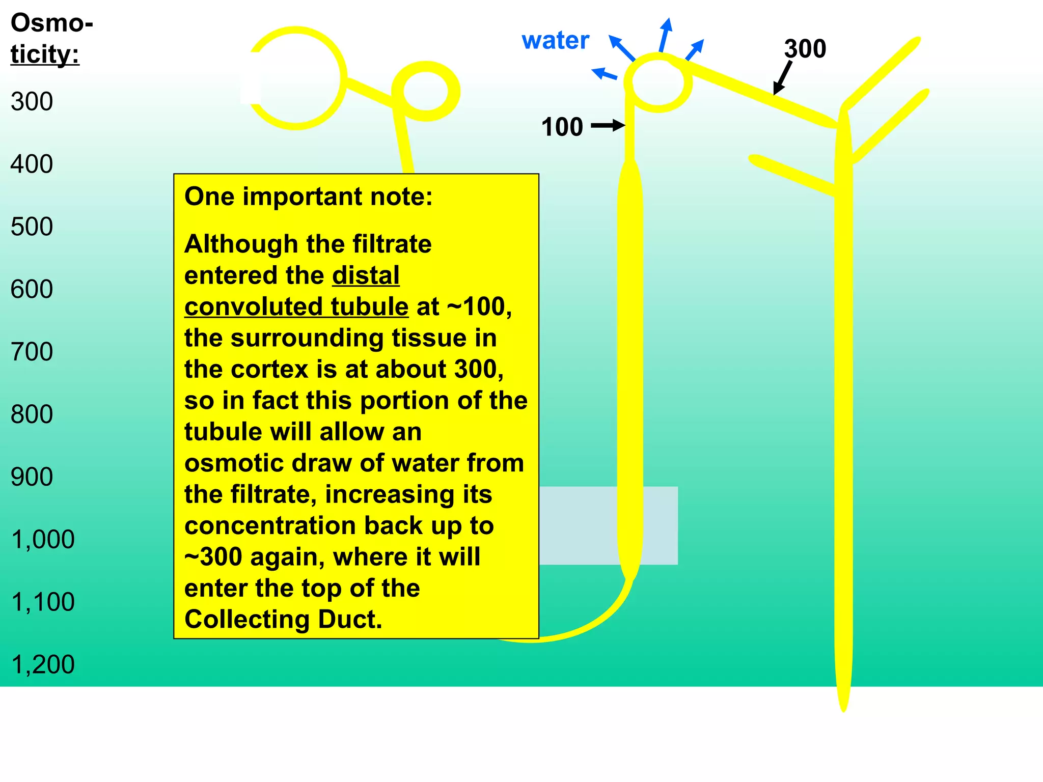 Osmo- ticity: 300 400 500 600 700 800 900 1,000 1,100 1,200 One important note: Although the filtrate entered the  distal convoluted tubule  at ~100, the surrounding tissue in the cortex is at about 300, so in fact this portion of the tubule will allow an osmotic draw of water from the filtrate, increasing its concentration back up to ~300 again, where it will enter the top of the Collecting Duct. 100 300 water 