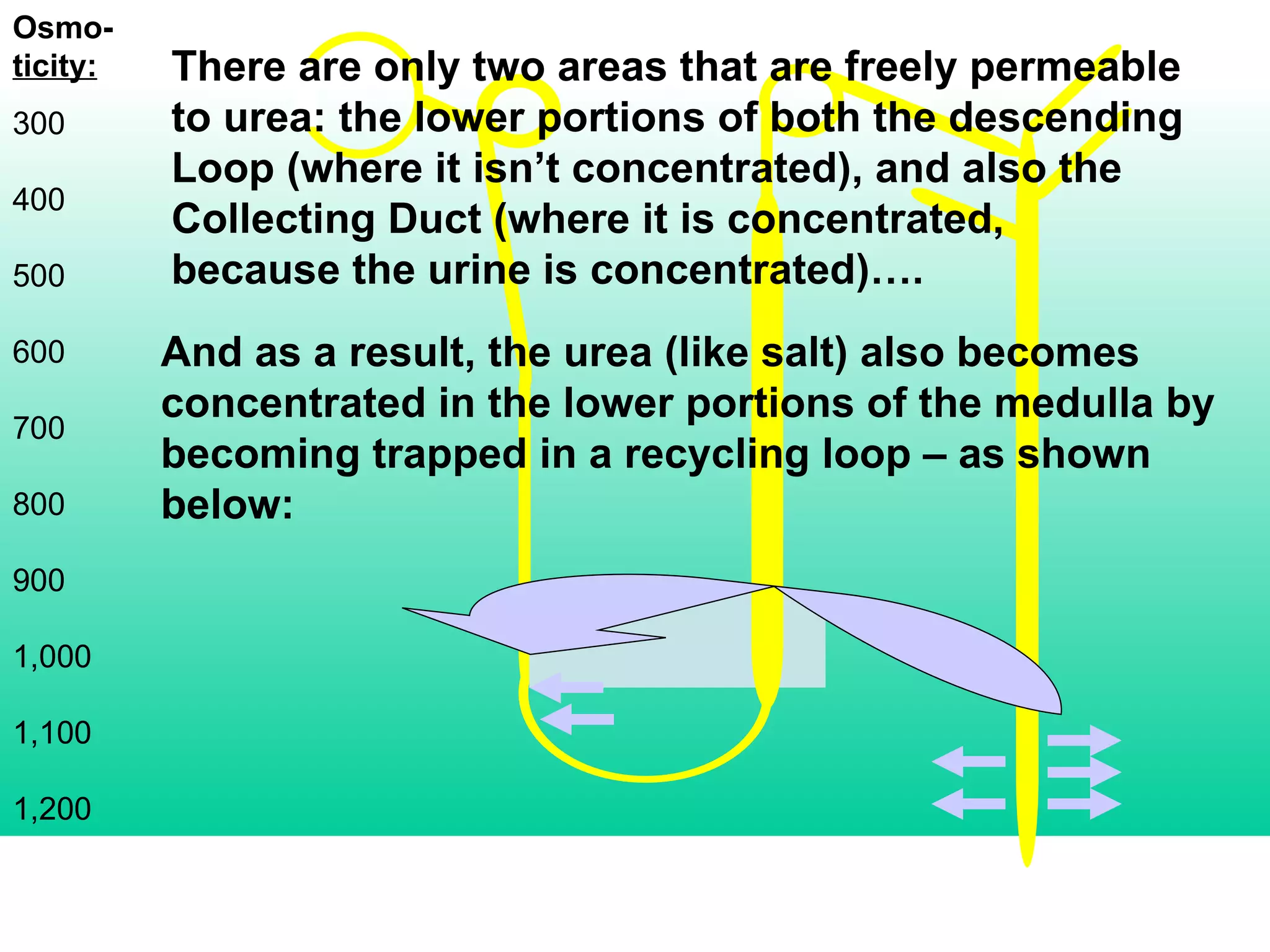 Osmo- ticity: 300 400 500 600 700 800 900 1,000 1,100 1,200 And as a result, the urea (like salt) also becomes concentrated in the lower portions of the medulla by becoming trapped in a recycling loop – as shown below: There are only two areas that are freely permeable to urea: the lower portions of both the descending Loop (where it isn’t concentrated), and also the Collecting Duct (where it is concentrated, because the urine is concentrated)…. 