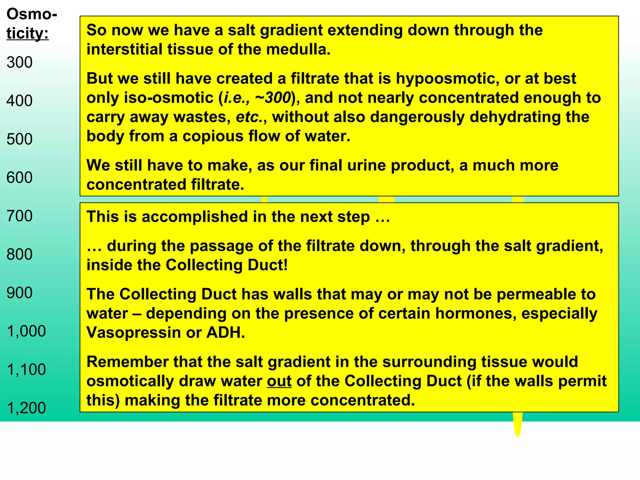 Osmo- ticity: 300 400 500 600 700 800 900 1,000 1,100 1,200 So now we have a salt gradient extending down through the interstitial tissue of the medulla. But we still have created a filtrate that is hypoosmotic, or at best only iso-osmotic ( i.e., ~300 ), and not nearly concentrated enough to carry away wastes,  etc. , without also dangerously dehydrating the body from a copious flow of water. We still have to make, as our final urine product, a much more concentrated filtrate. This is accomplished in the next step … …  during the passage of the filtrate down, through the salt gradient, inside the Collecting Duct! The Collecting Duct has walls that may or may not be permeable to water – depending on the presence of certain hormones, especially Vasopressin or ADH. Remember that the salt gradient in the surrounding tissue would osmotically draw water  out  of the Collecting Duct (if the walls permit this) making the filtrate more concentrated. 