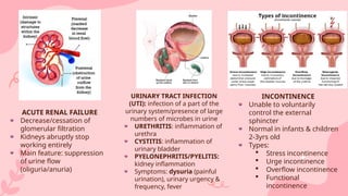 URINARY SYSTEM bio 101 human anatomy and | PPTX