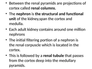 • Between the renal pyramids are projections of
cortex called renal columns.
• The nephron is the structural and functional
unit of the kidney,span the cortex and
medulla.
• Each adult kidney contains around one million
nephrons
• The initial filtering portion of a nephron is
the renal corpuscle which is located in the
cortex.
• This is followed by a renal tubule that passes
from the cortex deep into the medullary
pyramids.
 