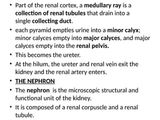 • Part of the renal cortex, a medullary ray is a
collection of renal tubules that drain into a
single collecting duct.
• each pyramid empties urine into a minor calyx;
minor calyces empty into major calyces, and major
calyces empty into the renal pelvis.
• This becomes the ureter.
• At the hilum, the ureter and renal vein exit the
kidney and the renal artery enters.
• THE NEPHRON
• The nephron is the microscopic structural and
functional unit of the kidney.
• It is composed of a renal corpuscle and a renal
tubule.
 