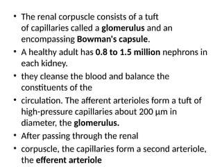 • The renal corpuscle consists of a tuft
of capillaries called a glomerulus and an
encompassing Bowman's capsule.
• A healthy adult has 0.8 to 1.5 million nephrons in
each kidney.
• they cleanse the blood and balance the
constituents of the
• circulation. The afferent arterioles form a tuft of
high-pressure capillaries about 200 μm in
diameter, the glomerulus.
• After passing through the renal
• corpuscle, the capillaries form a second arteriole,
the efferent arteriole
 