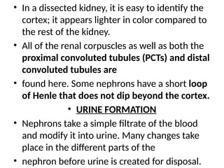 • In a dissected kidney, it is easy to identify the
cortex; it appears lighter in color compared to
the rest of the kidney.
• All of the renal corpuscles as well as both the
proximal convoluted tubules (PCTs) and distal
convoluted tubules are
• found here. Some nephrons have a short loop
of Henle that does not dip beyond the cortex.
• URINE FORMATION
• Nephrons take a simple filtrate of the blood
and modify it into urine. Many changes take
place in the different parts of the
• nephron before urine is created for disposal.
 