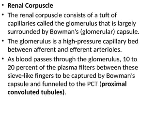 • Renal Corpuscle
• The renal corpuscle consists of a tuft of
capillaries called the glomerulus that is largely
surrounded by Bowman’s (glomerular) capsule.
• The glomerulus is a high-pressure capillary bed
between afferent and efferent arterioles.
• As blood passes through the glomerulus, 10 to
20 percent of the plasma filters between these
sieve-like fingers to be captured by Bowman’s
capsule and funneled to the PCT (proximal
convoluted tubules).
 
