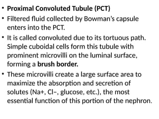 • Proximal Convoluted Tubule (PCT)
• Filtered fluid collected by Bowman’s capsule
enters into the PCT.
• It is called convoluted due to its tortuous path.
Simple cuboidal cells form this tubule with
prominent microvilli on the luminal surface,
forming a brush border.
• These microvilli create a large surface area to
maximize the absorption and secretion of
solutes (Na+, Cl–, glucose, etc.), the most
essential function of this portion of the nephron.
 