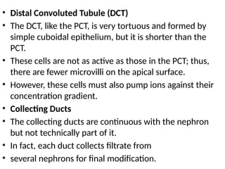 • Distal Convoluted Tubule (DCT)
• The DCT, like the PCT, is very tortuous and formed by
simple cuboidal epithelium, but it is shorter than the
PCT.
• These cells are not as active as those in the PCT; thus,
there are fewer microvilli on the apical surface.
• However, these cells must also pump ions against their
concentration gradient.
• Collecting Ducts
• The collecting ducts are continuous with the nephron
but not technically part of it.
• In fact, each duct collects filtrate from
• several nephrons for final modification.
 