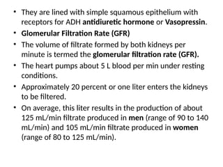 • They are lined with simple squamous epithelium with
receptors for ADH antidiuretic hormone or Vasopressin.
• Glomerular Filtration Rate (GFR)
• The volume of filtrate formed by both kidneys per
minute is termed the glomerular filtration rate (GFR).
• The heart pumps about 5 L blood per min under resting
conditions.
• Approximately 20 percent or one liter enters the kidneys
to be filtered.
• On average, this liter results in the production of about
125 mL/min filtrate produced in men (range of 90 to 140
mL/min) and 105 mL/min filtrate produced in women
(range of 80 to 125 mL/min).
 