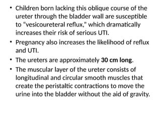 • Children born lacking this oblique course of the
ureter through the bladder wall are susceptible
to “vesicoureteral reflux,” which dramatically
increases their risk of serious UTI.
• Pregnancy also increases the likelihood of reflux
and UTI.
• The ureters are approximately 30 cm long.
• The muscular layer of the ureter consists of
longitudinal and circular smooth muscles that
create the peristaltic contractions to move the
urine into the bladder without the aid of gravity.
 