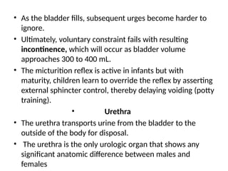 • As the bladder fills, subsequent urges become harder to
ignore.
• Ultimately, voluntary constraint fails with resulting
incontinence, which will occur as bladder volume
approaches 300 to 400 mL.
• The micturition reflex is active in infants but with
maturity, children learn to override the reflex by asserting
external sphincter control, thereby delaying voiding (potty
training).
• Urethra
• The urethra transports urine from the bladder to the
outside of the body for disposal.
• The urethra is the only urologic organ that shows any
significant anatomic difference between males and
females
 