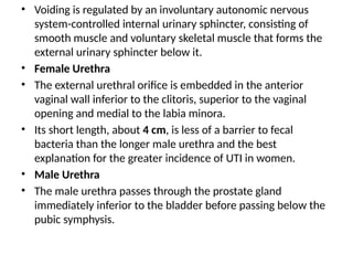 • Voiding is regulated by an involuntary autonomic nervous
system-controlled internal urinary sphincter, consisting of
smooth muscle and voluntary skeletal muscle that forms the
external urinary sphincter below it.
• Female Urethra
• The external urethral orifice is embedded in the anterior
vaginal wall inferior to the clitoris, superior to the vaginal
opening and medial to the labia minora.
• Its short length, about 4 cm, is less of a barrier to fecal
bacteria than the longer male urethra and the best
explanation for the greater incidence of UTI in women.
• Male Urethra
• The male urethra passes through the prostate gland
immediately inferior to the bladder before passing below the
pubic symphysis.
 