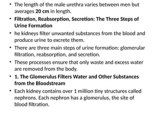 • The length of the male urethra varies between men but
averages 20 cm in length.
• Filtration, Reabsorption, Secretion: The Three Steps of
Urine Formation
• he kidneys filter unwanted substances from the blood and
produce urine to excrete them.
• There are three main steps of urine formation: glomerular
filtration, reabsorption, and secretion.
• These processes ensure that only waste and excess water
are removed from the body.
• 1. The Glomerulus Filters Water and Other Substances
from the Bloodstream
• Each kidney contains over 1 million tiny structures called
nephrons. Each nephron has a glomerulus, the site of
blood filtration.
 