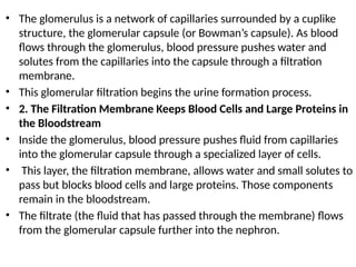 • The glomerulus is a network of capillaries surrounded by a cuplike
structure, the glomerular capsule (or Bowman’s capsule). As blood
flows through the glomerulus, blood pressure pushes water and
solutes from the capillaries into the capsule through a filtration
membrane.
• This glomerular filtration begins the urine formation process.
• 2. The Filtration Membrane Keeps Blood Cells and Large Proteins in
the Bloodstream
• Inside the glomerulus, blood pressure pushes fluid from capillaries
into the glomerular capsule through a specialized layer of cells.
• This layer, the filtration membrane, allows water and small solutes to
pass but blocks blood cells and large proteins. Those components
remain in the bloodstream.
• The filtrate (the fluid that has passed through the membrane) flows
from the glomerular capsule further into the nephron.
 
