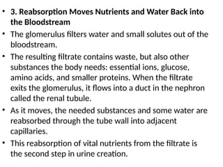 • 3. Reabsorption Moves Nutrients and Water Back into
the Bloodstream
• The glomerulus filters water and small solutes out of the
bloodstream.
• The resulting filtrate contains waste, but also other
substances the body needs: essential ions, glucose,
amino acids, and smaller proteins. When the filtrate
exits the glomerulus, it flows into a duct in the nephron
called the renal tubule.
• As it moves, the needed substances and some water are
reabsorbed through the tube wall into adjacent
capillaries.
• This reabsorption of vital nutrients from the filtrate is
the second step in urine creation.
 
