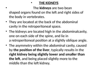 • THE KIDNEYS
• The kidneys are two bean
shaped organs found on the left and right sides of
the body in vertebrates.
• They are located at the back of the abdominal
cavity in the retroperitoneal space.
• The kidneys are located high in the abdominalcavity,
one on each side of the spine, and lie in
a retroperitoneal position at a slightly oblique angle.
• The asymmetry within the abdominal cavity, caused
by the position of the liver, typically results in the
right kidney being slightly lower and smaller than
the left, and being placed slightly more to the
middle than the left kidney.
 