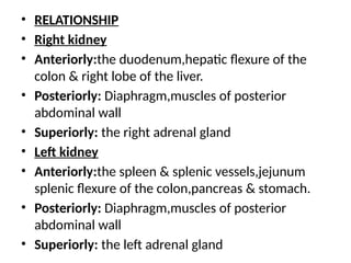 • RELATIONSHIP
• Right kidney
• Anteriorly:the duodenum,hepatic flexure of the
colon & right lobe of the liver.
• Posteriorly: Diaphragm,muscles of posterior
abdominal wall
• Superiorly: the right adrenal gland
• Left kidney
• Anteriorly:the spleen & splenic vessels,jejunum
splenic flexure of the colon,pancreas & stomach.
• Posteriorly: Diaphragm,muscles of posterior
abdominal wall
• Superiorly: the left adrenal gland
 