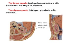 Comprehensive Overview of the Human Urinary System Anatomy and ...