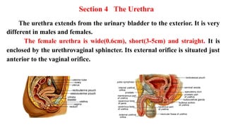Comprehensive Overview of the Human Urinary System Anatomy and ...
