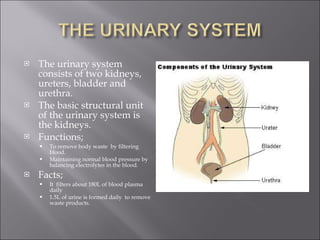 Urinary System 11 | PPT