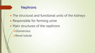 Nephrons
 The structural and functional units of the kidneys
 Responsible for forming urine
 Main structures of the nephrons
Glomerulus
Renal tubule
 
