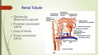 Renal Tubule
 Glomerular
(Bowman’s) capsule
 Proximal convoluted
tubule
 Loop of Henle
 Distal convoluted
tubule
 