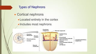 Types of Nephrons
 Cortical nephrons
Located entirely in the cortex
Includes most nephrons
 