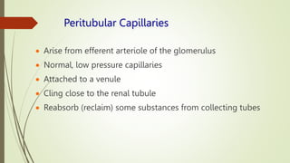 Peritubular Capillaries
 Arise from efferent arteriole of the glomerulus
 Normal, low pressure capillaries
 Attached to a venule
 Cling close to the renal tubule
 Reabsorb (reclaim) some substances from collecting tubes
 