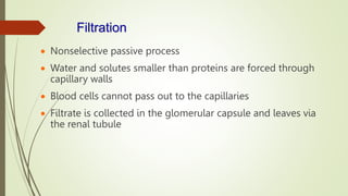 Filtration
 Nonselective passive process
 Water and solutes smaller than proteins are forced through
capillary walls
 Blood cells cannot pass out to the capillaries
 Filtrate is collected in the glomerular capsule and leaves via
the renal tubule
 