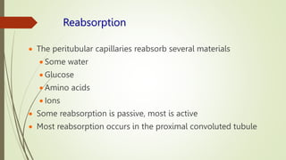 Reabsorption
 The peritubular capillaries reabsorb several materials
 Some water
 Glucose
 Amino acids
 Ions
 Some reabsorption is passive, most is active
 Most reabsorption occurs in the proximal convoluted tubule
 