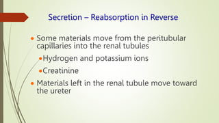 Secretion – Reabsorption in Reverse
 Some materials move from the peritubular
capillaries into the renal tubules
Hydrogen and potassium ions
Creatinine
 Materials left in the renal tubule move toward
the ureter
 