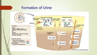 Formation of Urine
 