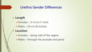 Urethra Gender Differences
 Length
 Females – 3–4 cm (1 inch)
 Males – 20 cm (8 inches)
 Location
 Females – along wall of the vagina
 Males – through the prostate and penis
 