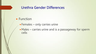 Urethra Gender Differences
 Function
Females – only carries urine
Males – carries urine and is a passageway for sperm
cells
 