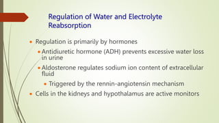 Regulation of Water and Electrolyte
Reabsorption
 Regulation is primarily by hormones
 Antidiuretic hormone (ADH) prevents excessive water loss
in urine
 Aldosterone regulates sodium ion content of extracellular
fluid
 Triggered by the rennin-angiotensin mechanism
 Cells in the kidneys and hypothalamus are active monitors
 