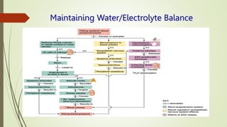 Maintaining Water/Electrolyte Balance
 