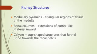 Kidney Structures
 Medullary pyramids – triangular regions of tissue
in the medulla
 Renal columns – extensions of cortex-like
material inward
 Calyces – cup-shaped structures that funnel
urine towards the renal pelvis
 
