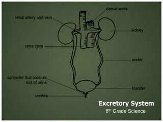 Excretory System
  6th Grade Science
 