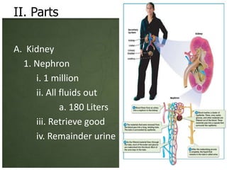 II. Parts

A. Kidney
  1. Nephron
     i. 1 million
     ii. All fluids out
             a. 180 Liters
     iii. Retrieve good
     iv. Remainder urine
 