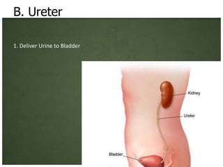 B. Ureter

1. Deliver Urine to Bladder
 