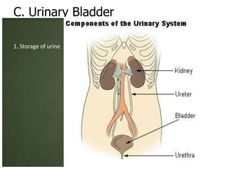 C. Urinary Bladder

1. Storage of urine
 